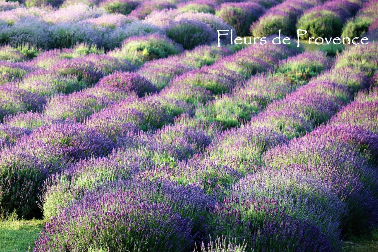 LʼIsle-sur-la-Sorgue Fleurs De Provence 아파트 외부 사진